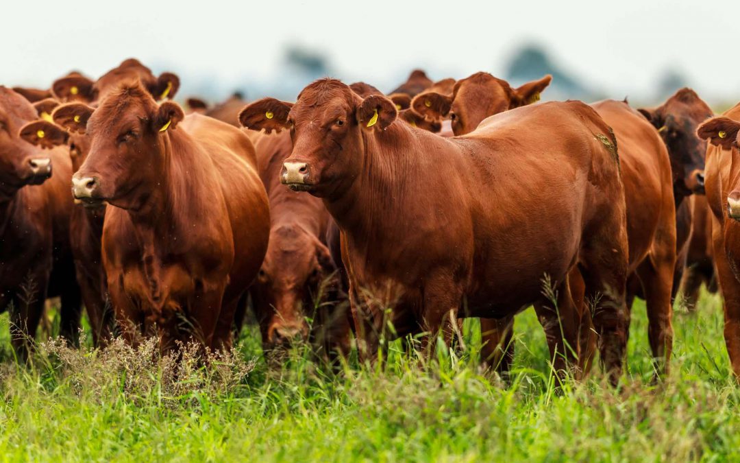 Coninagro reclamó “reglas claras y de largo plazo” para poder desarrollar un Plan Ganadero.Jornadas Ganaderas de Coninagro junto al IPCVA