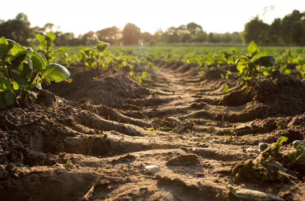 La inversión nacional en agricultura se redujo un 65% interanual