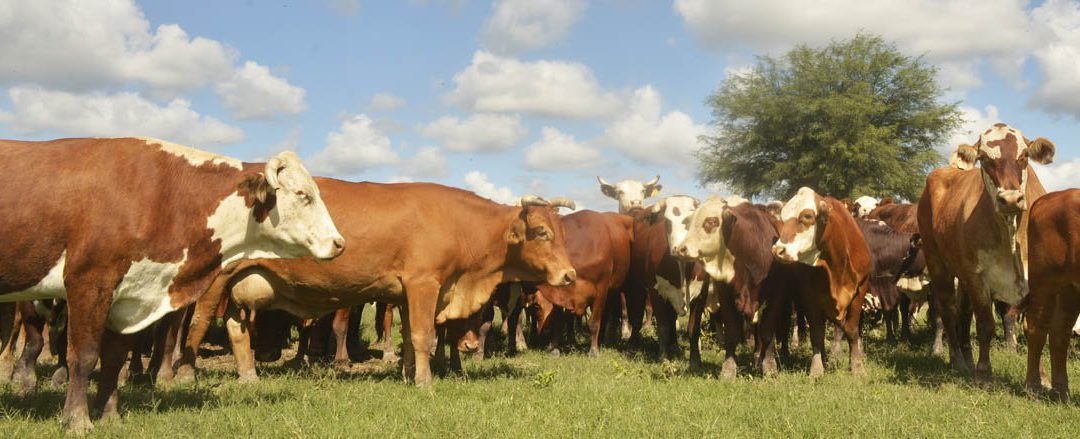 Comunicado de la Mesa de Carnes