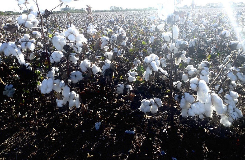 El algodón en plena cosecha: desde que sale del campo hasta ser un insumo básico para la salud