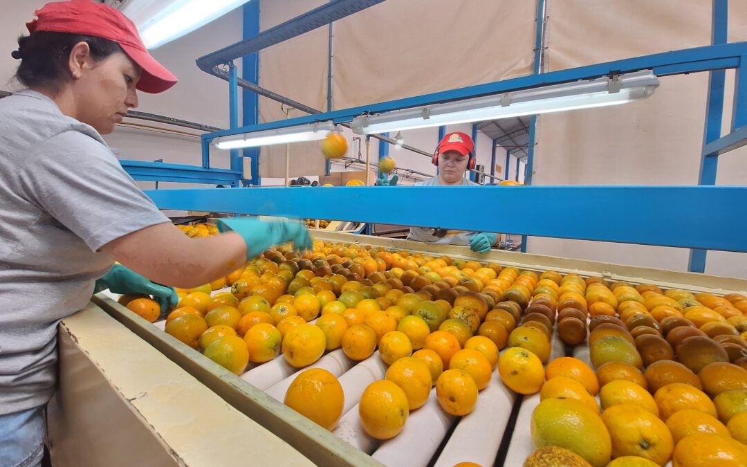 Las Economías Regionales según negocio, producción y mercado