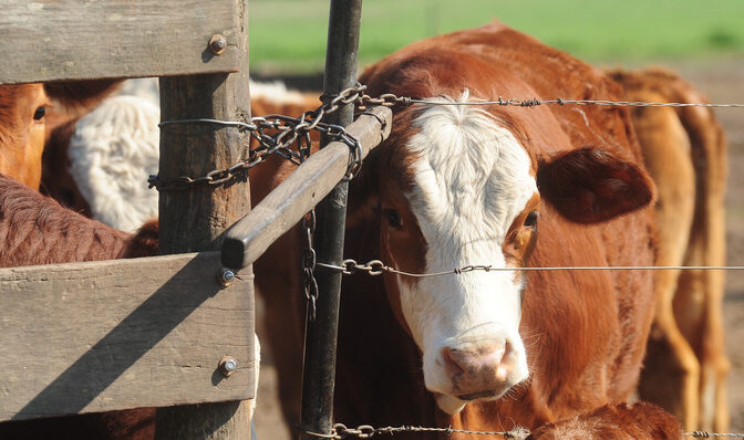 Inseguridad en el campo